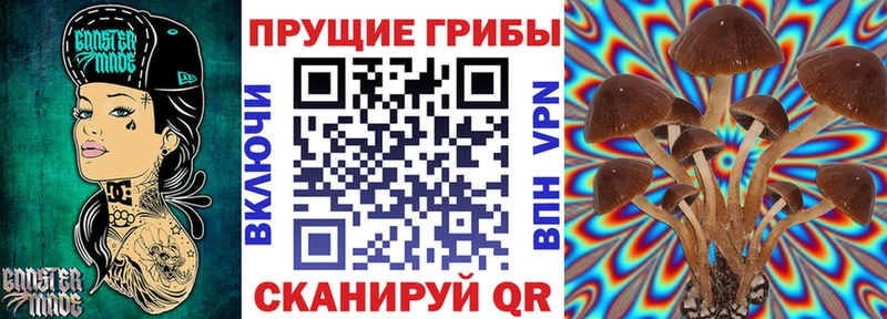 блэк спрут рабочий сайт  где продают наркотики  Карачев  Галлюциногенные грибы Psilocybe 